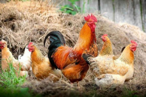 Što je prosječni životni vijek piletine kod kuće? Što je prosječni životni vijek piletine kod kuće?